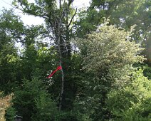10 ... et pour faire abattre cet arbre mort ...