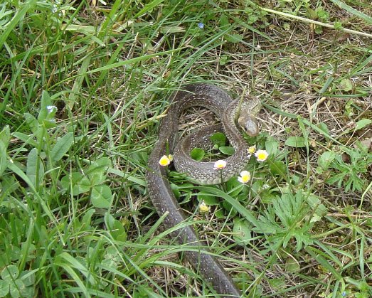 Groisy Groisy, jardin