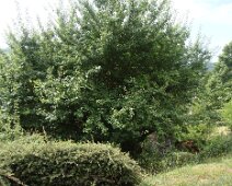 00a Cette année le prunier est très prolifique ...