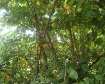 00b ... et croule sous les fruits. Plein de confiture en vue ...