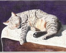 Koschka Koschka ouvrant un œil au printemps