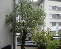 ... même les arbustes.